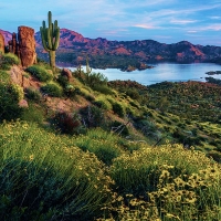 Brittlebush Over Bartlett Lake, Sonora, Arizona