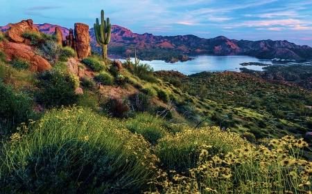 Brittlebush Over Bartlett Lake, Sonora, Arizona - usa, flowers, clouds, desert, landscape, sky