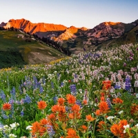 Wildflowers in Albion Basin, Alta, Utah