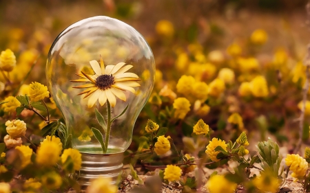 Flower in a Bulb - bulb, flower, nature, photography