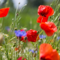 Poppies