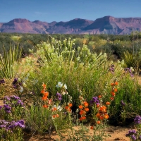 Desert Wildflowers of Utah in Spring