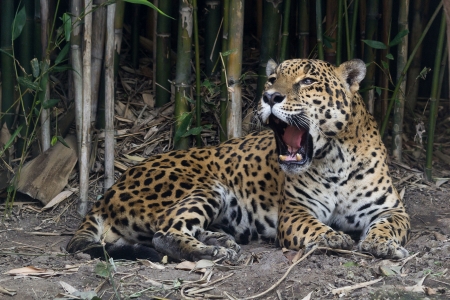 Jaguar - jaguar, animal, feline, cat