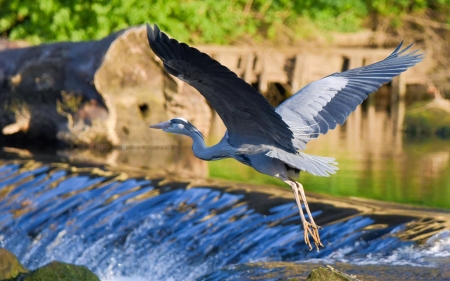 Heron and Waterfall - flight, waterfall, Latvia, heron