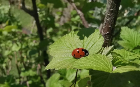 Ladybug on Leaf - Latvia, leaf, ladybug, macro