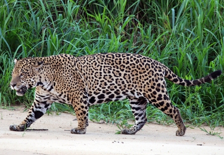 Jaguar - jaguar, forest, feline, cat