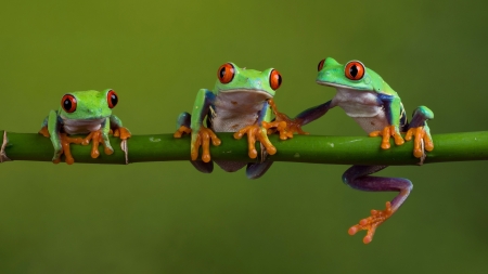 Frogs - animal, limb, nature, frog