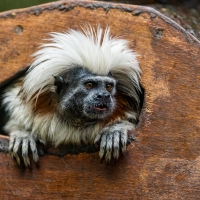 Tamarin