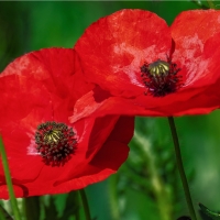 Bright Poppy