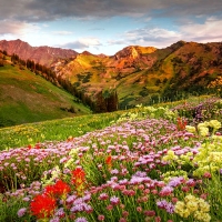 Albion Summer Flowers Sunrise, Alta, Utah