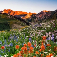 Wildflowers in Albion Basin, Utah