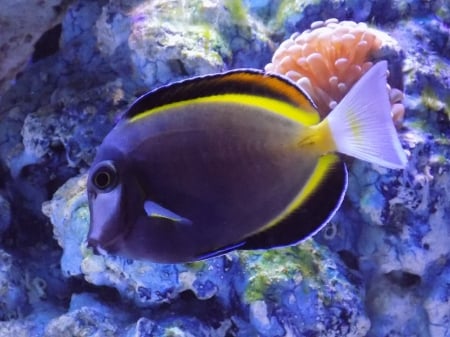 Powder Brown Tang - tang, fish, powder, brown