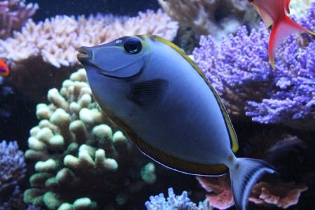 Naso Tang