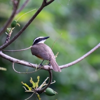 Bird on Branch