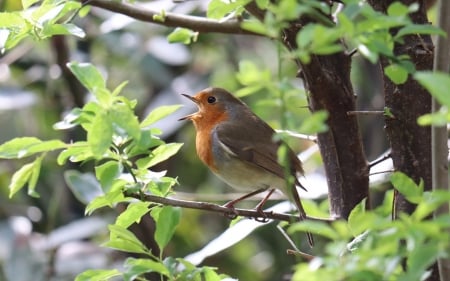 Singing Robin - bird, singing, robin, tree