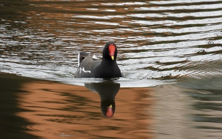 Common Moorhen - bird, moorhen, animal, water