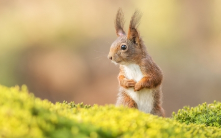 Squirrel - animal, macro, moss, nature, squirrel