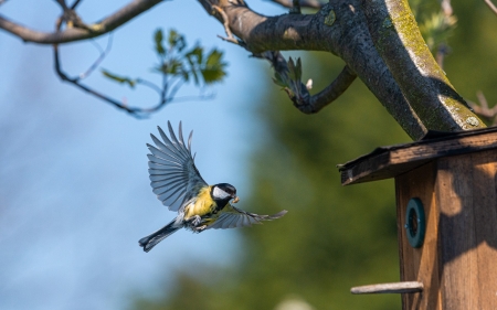 Great Tit - bird, nest box, tit, tree