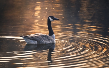 Canadian Goose - bird, goose, water, Germany