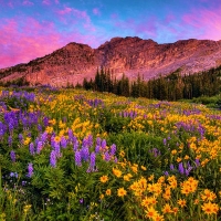 Albion Basin, Utah