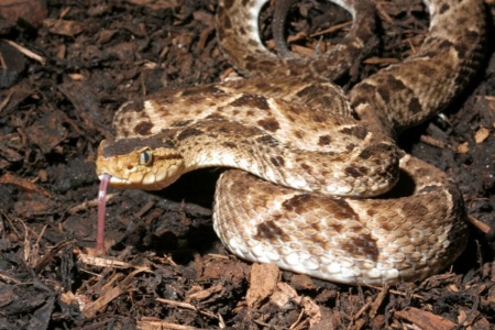 Fer De Lance Pit Viper