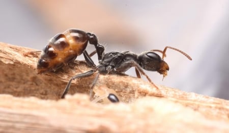 Giant Brazilian Ant - insect, giant, ant, brazilian