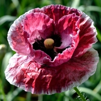 Poppy