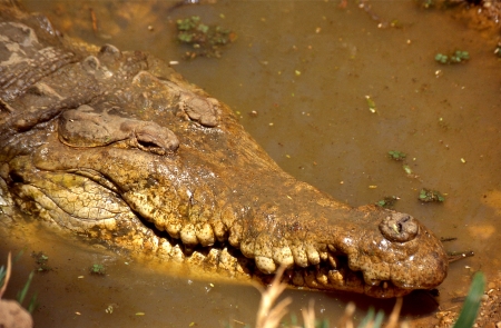 Orinoco Crocodile - orinoco, animal, reptile, crocodile