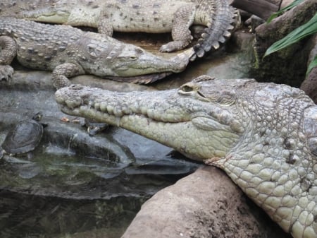 Orinoco Crocodile - orinoco, animal, reptile, crocodile