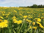 Dandelion Meadow