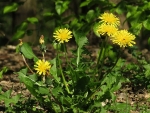 Dandelions