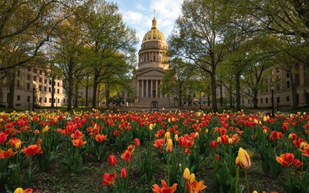 Spring in America - spring, tulips, trees, America