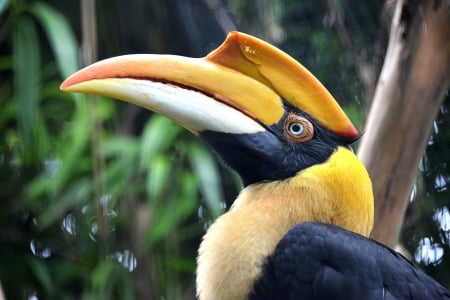 Great Hornbill - hornbill, bird, great, forest