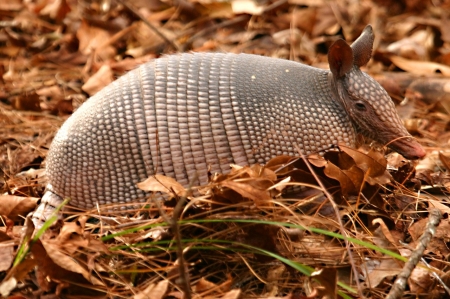 Nine Banded Armadillo - animal, nine, banded, armadillo