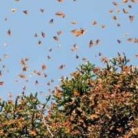 migration of monarch butterflies