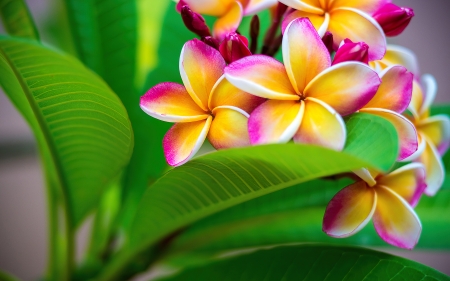 Plumeria flower - plumeria, colorful, leaves, flower, exotic, garden, scent, beautiful