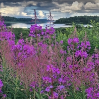 SUMMER LANDSCAPE with a RIVER and CLOUDY SKY BEHIND BLOOMING CHAMERION ANGUSTFIOLIUM