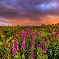 SUMMER LANDSCAPE with RAINBOW at SUNSET over WILDLFOWERS