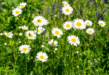 Flori de camp, margarete - aer, cer, ser, var