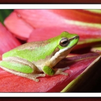 FRAMED FROGS