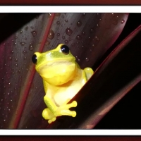 FRAMED FROGS