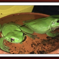 FRAMED FROGS