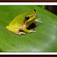 FRAMED FROGS