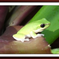 FRAMED FROGS