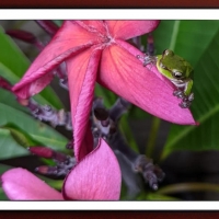 FRAMED FROGS