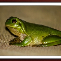 FRAMED FROGS