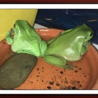 FRAMED FROGS