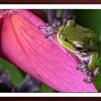 FRAMED FROGS