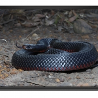 FRAMED SNAKE