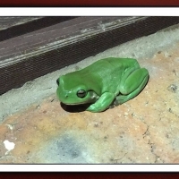 FRAMED FROGS